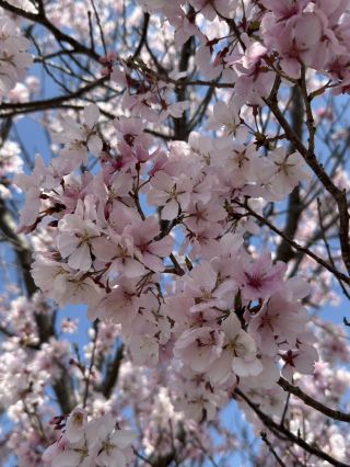 Osaka | Sayamaike Park Cherry Blossom Festival