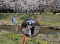 พาชมซากุระริมแม่น้ำ Oita | Yufuin