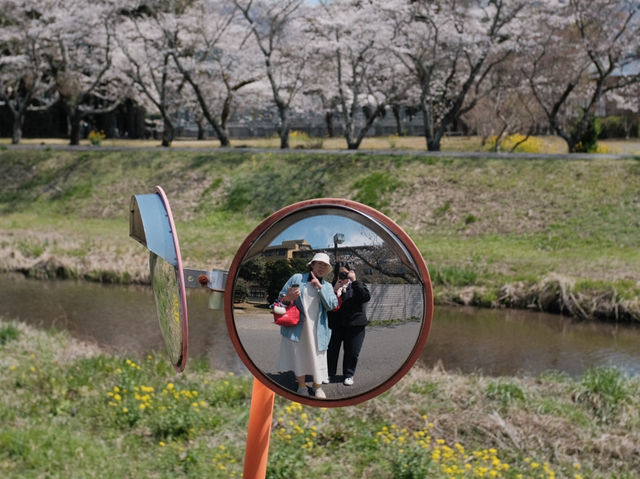 พาชมซากุระริมแม่น้ำ Oita | Yufuin