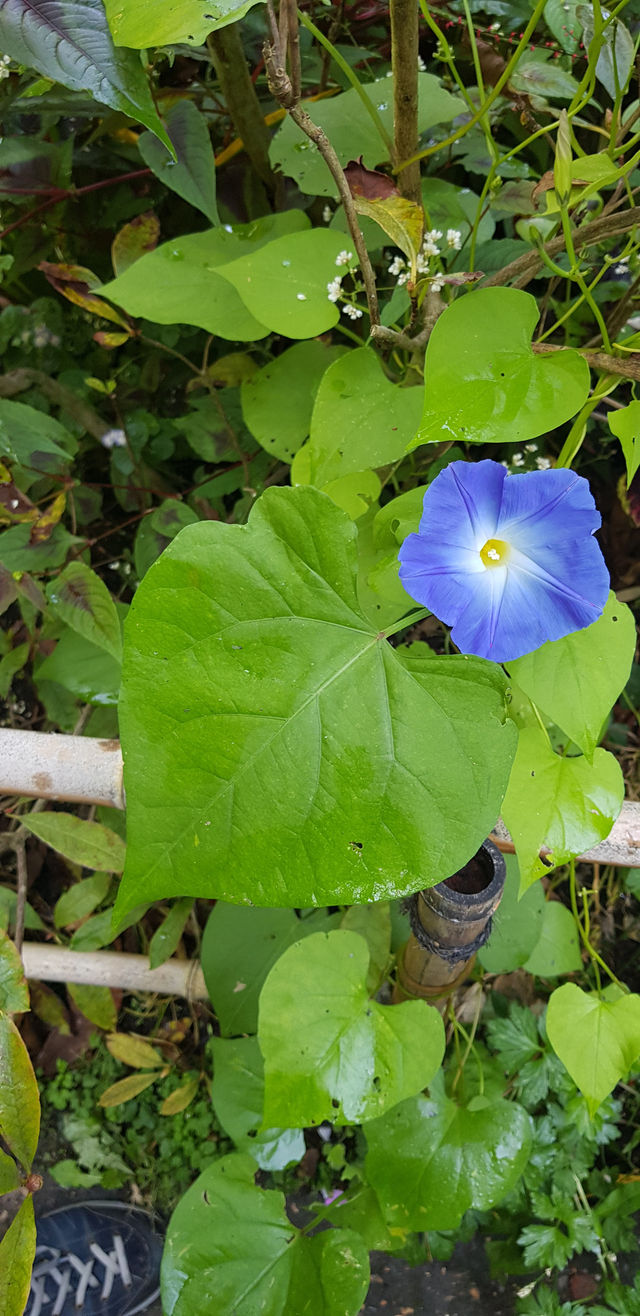 🎨 Fondation Monet in Giverny – 모네의 정원, 꿈같은 아침