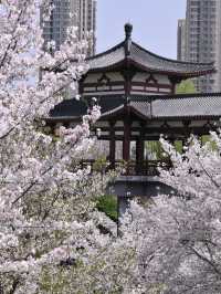 Luoyang Chanchu Zhu Cherry Blossoms 🌸