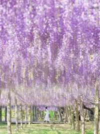 【福岡】世界に認められた藤の絶景
