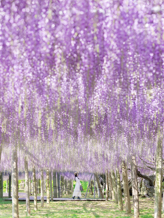 【福岡】世界に認められた藤の絶景