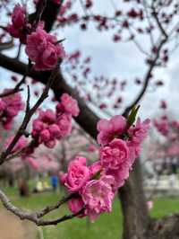 Maruyama Park: Where Amazing Cherry Blossoms