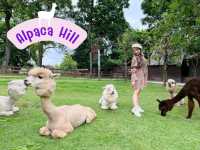 พาเที่ยว อัลปาก้าฮิลด์ #สวนผึ้ง จ.ราชบุรี