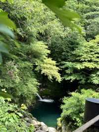 【茨城】生い茂る青もみじが美しい吊り橋	