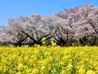 東京賞櫻-百花齊放的國營昭和紀念公園