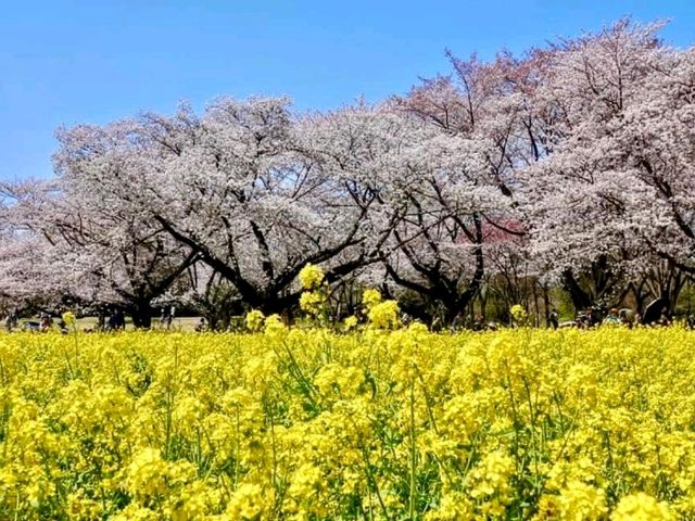 東京賞櫻-百花齊放的國營昭和紀念公園