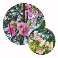 🌸香港城市中的櫻花🌸