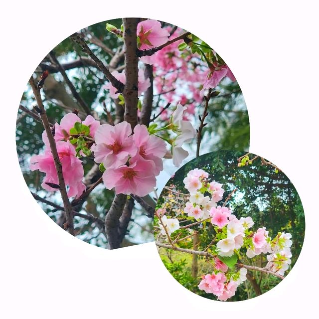 🌸香港城市中的櫻花🌸