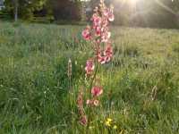 Exploring Nature and History at Highbury Park