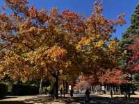 Explore the beauty of Macedon Melbourne during Autumn 