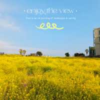 My Visit to Sanbangsan's Canola Fields