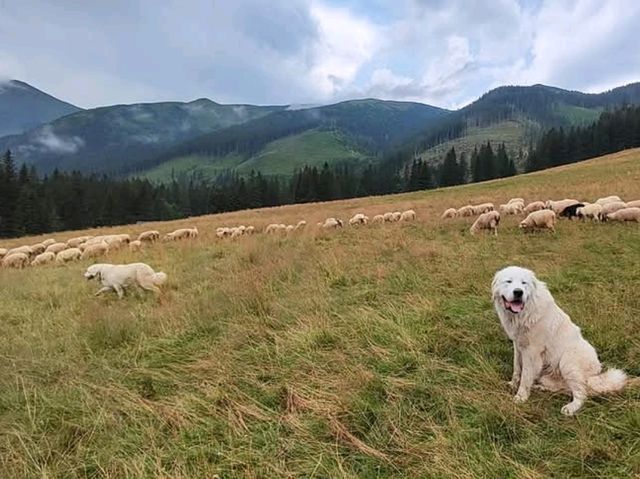 到札科帕內Dolina Chochołowska山谷健行