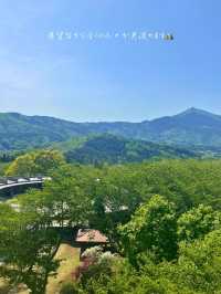 茨城でも綺麗な藤の花、つつじが見れる💐いばらきフラワーパーク