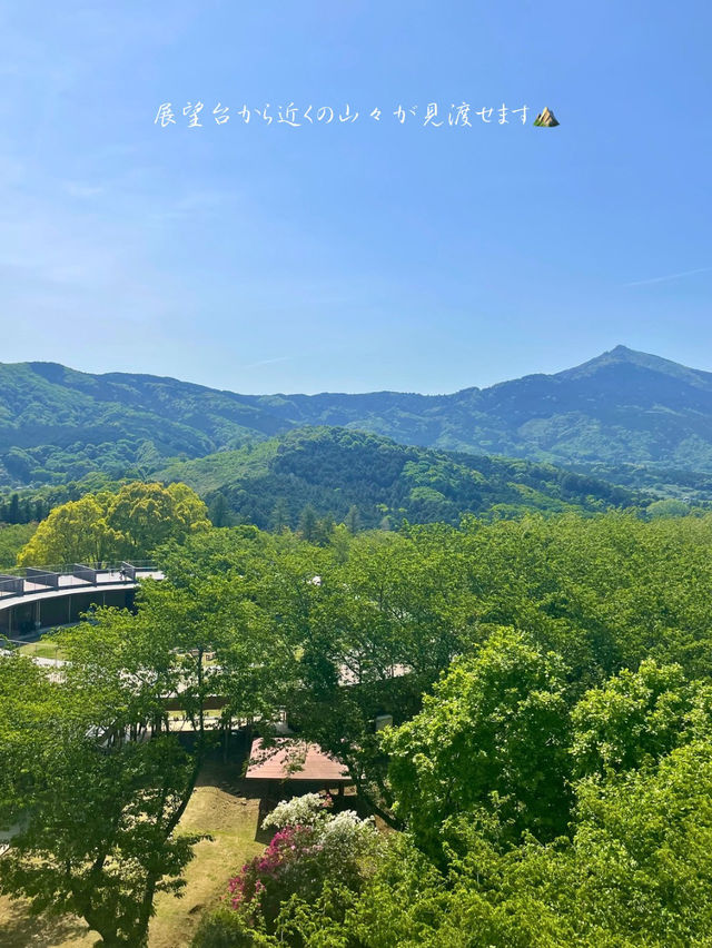 茨城でも綺麗な藤の花、つつじが見れる💐いばらきフラワーパーク
