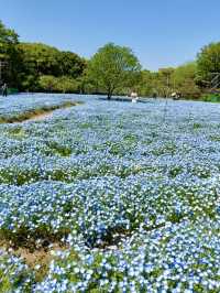 Nemophila & Wisteria Magic at Nagai Botanical Garden