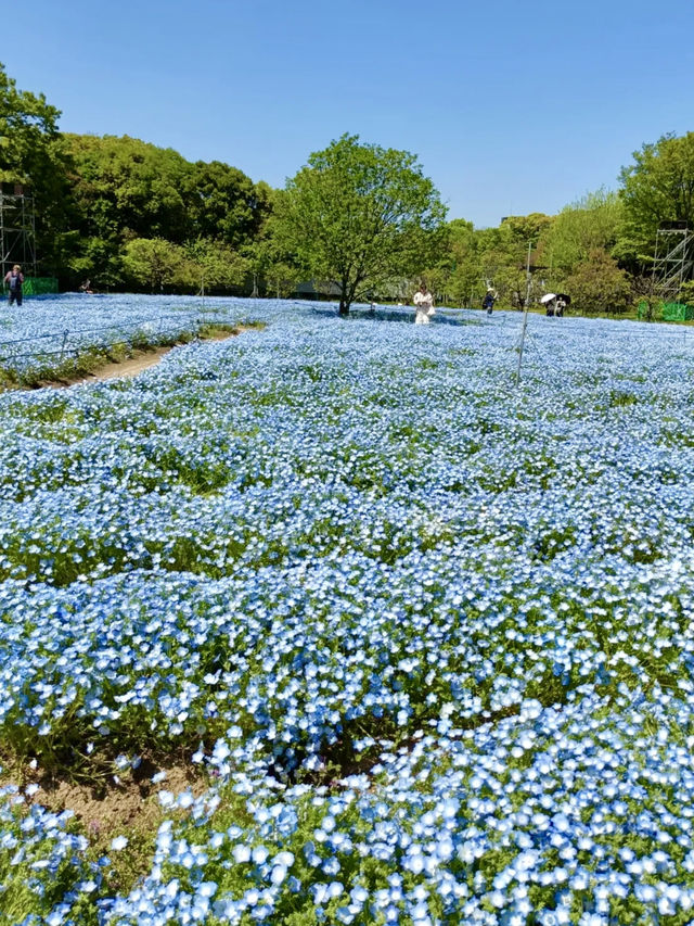 Nemophila & Wisteria Magic at Nagai Botanical Garden