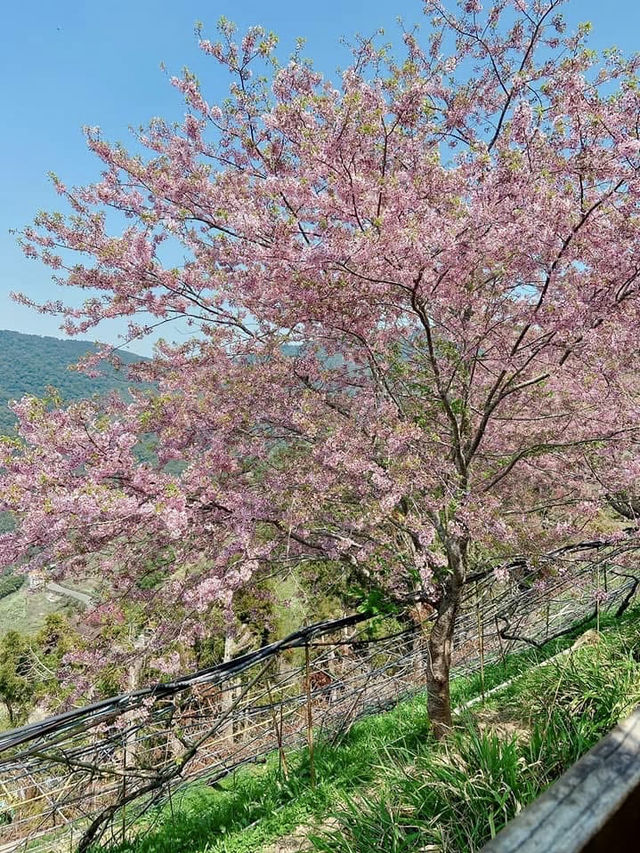 櫻花仙子請稍歇腳步；我追得好累喔！