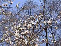 “The Scholar’s Garden: Hokkaido University in Bloom” 