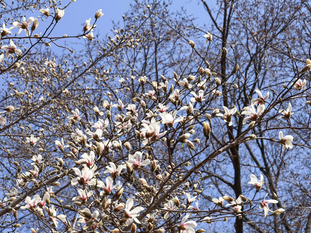 “The Scholar’s Garden: Hokkaido University in Bloom” 