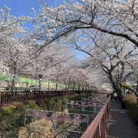 Jinhae Yeojwacheon Stream (Changwon)