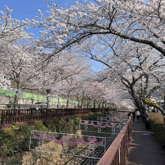 Jinhae Yeojwacheon Stream (Changwon)