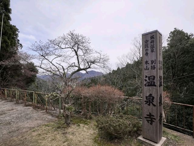 Beach, Cherry Blossoms, and Mountains