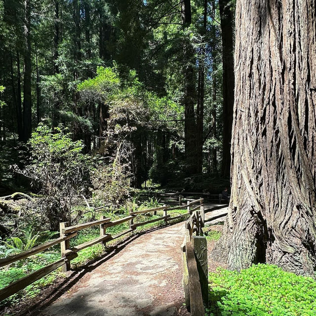 Whispers of the Redwoods: A Weekend in Muir Woods