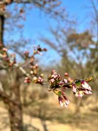 Springtime Serenity in Incheon: Cherry Blossoms by the Water