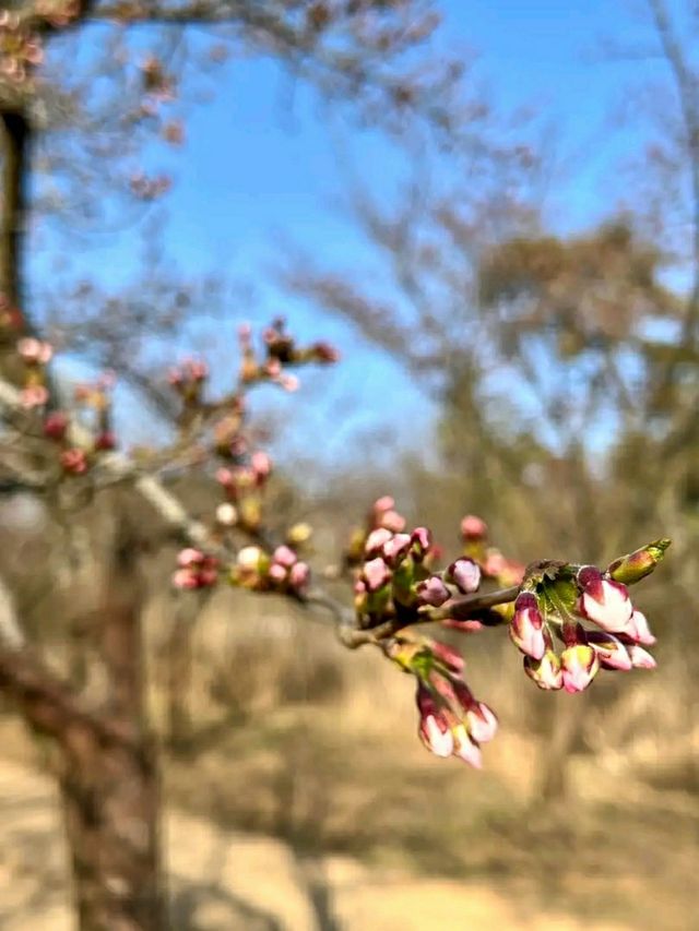 Springtime Serenity in Incheon: Cherry Blossoms by the Water