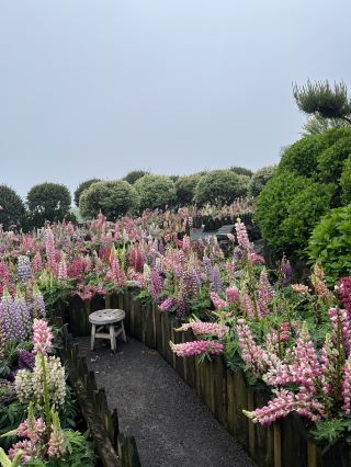 Jeju 3-night, 4-day trip
