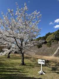 🏞️【皇居春日限定開放】趕上滿開櫻花×最後開放日！東京市中心的賞櫻驚喜體驗 🌸