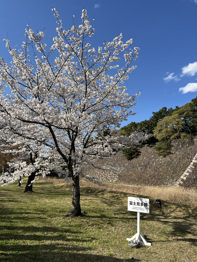 🏞️【皇居春日限定開放】趕上滿開櫻花×最後開放日！東京市中心的賞櫻驚喜體驗 🌸