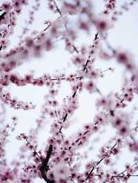 Japan – Sakura Season Through the Eyes of Tradition