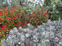 Flower Dome a Bloom for Every Season