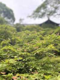 東福寺的繡球花季節🌸🏯