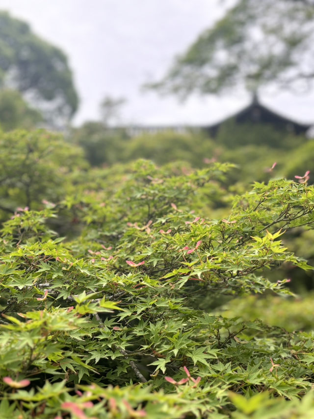 東福寺的繡球花季節🌸🏯