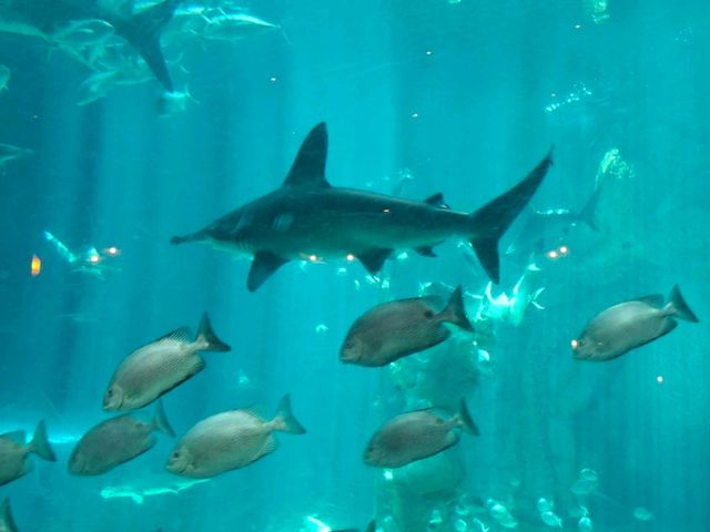 หลบฝน🌨  แวะ Deep Sea Restaurant✨️