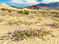 Lowest Point, Limitless Views: Exploring Badwater Basin