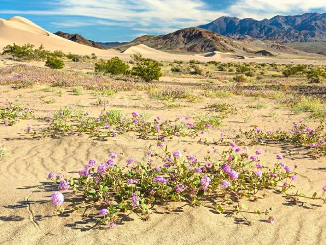 Lowest Point, Limitless Views: Exploring Badwater Basin