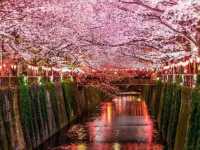 Nakameguro by the Meguro River – A Trendy Tokyo Stroll with Seasonal Charm