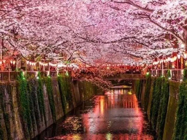 Nakameguro by the Meguro River – A Trendy Tokyo Stroll with Seasonal Charm