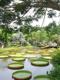 แกะ กะ บัว  |  Farm cafe & restaurant