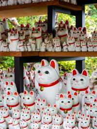 東京之旅·豪德寺⛩️🎏🐱