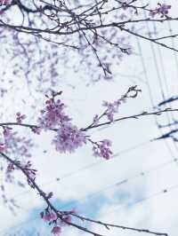 大阪飛去日本東北賞櫻: 一目千木櫻 