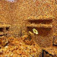 ドットは向日葵のアートが圧巻🫣🌻草間彌生の世界観が広がる美術館🫶