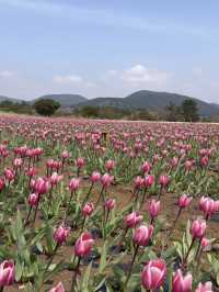 🇰🇷濟州春季限定🌷鬱金香花海