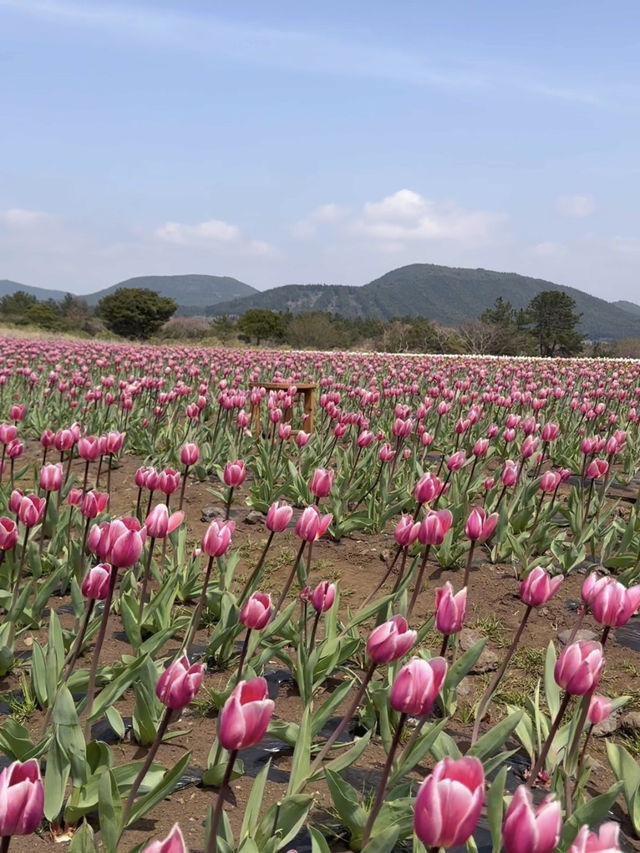 🇰🇷濟州春季限定🌷鬱金香花海