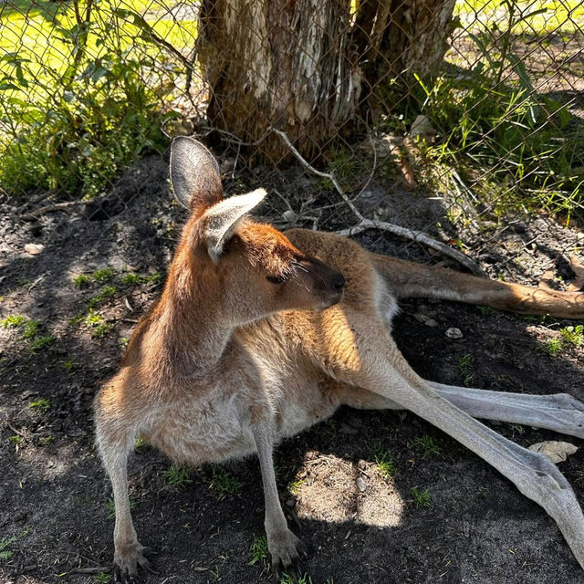 Wild Encounters at Caversham Wildlife Park